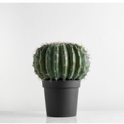 Pottery Barn Faux cactus set (2) new in box