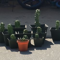 Totem Pole Cactus (Pachycereus schottii 'Monstrose') Cuttings & Potted Plants - 