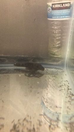 BristleNose Pleco Tank Set Up