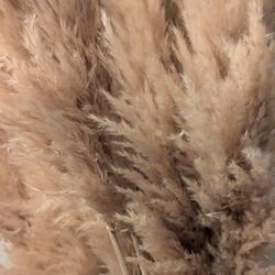 Dried Pampas Grass