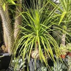 Ponytail Palm 