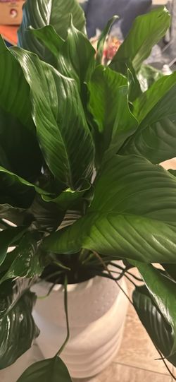 Large peace lily w/ white pot and stand