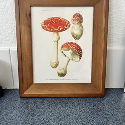 Framed Mushroom Print  
