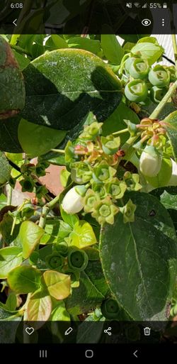 Organic Blueberry Tree