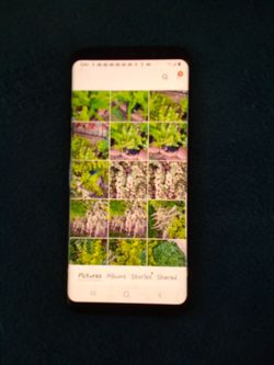 Succulents, trees, plants