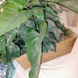 Decorative Plant Box