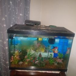 Pecera 20 Galones Con Dos Folletos Dos Pompas Para El Oxígeno Y Filtros Nuevos Con 7 Fish  4 Tetras Y 3 Guppy $100 Así Como Está 
