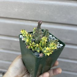4” Variegated Huernia Zebrina