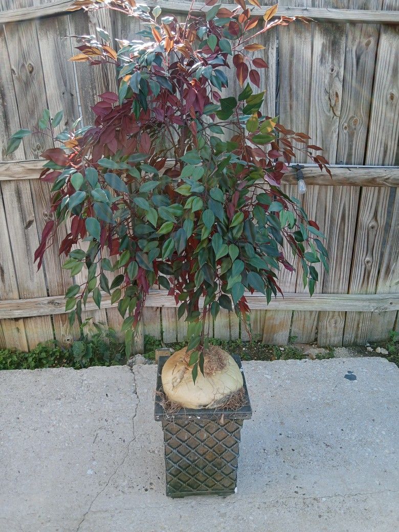 fake tree see pictures