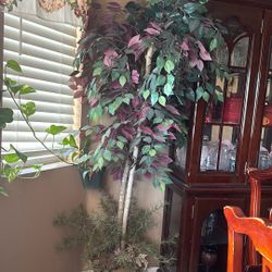Arbol 