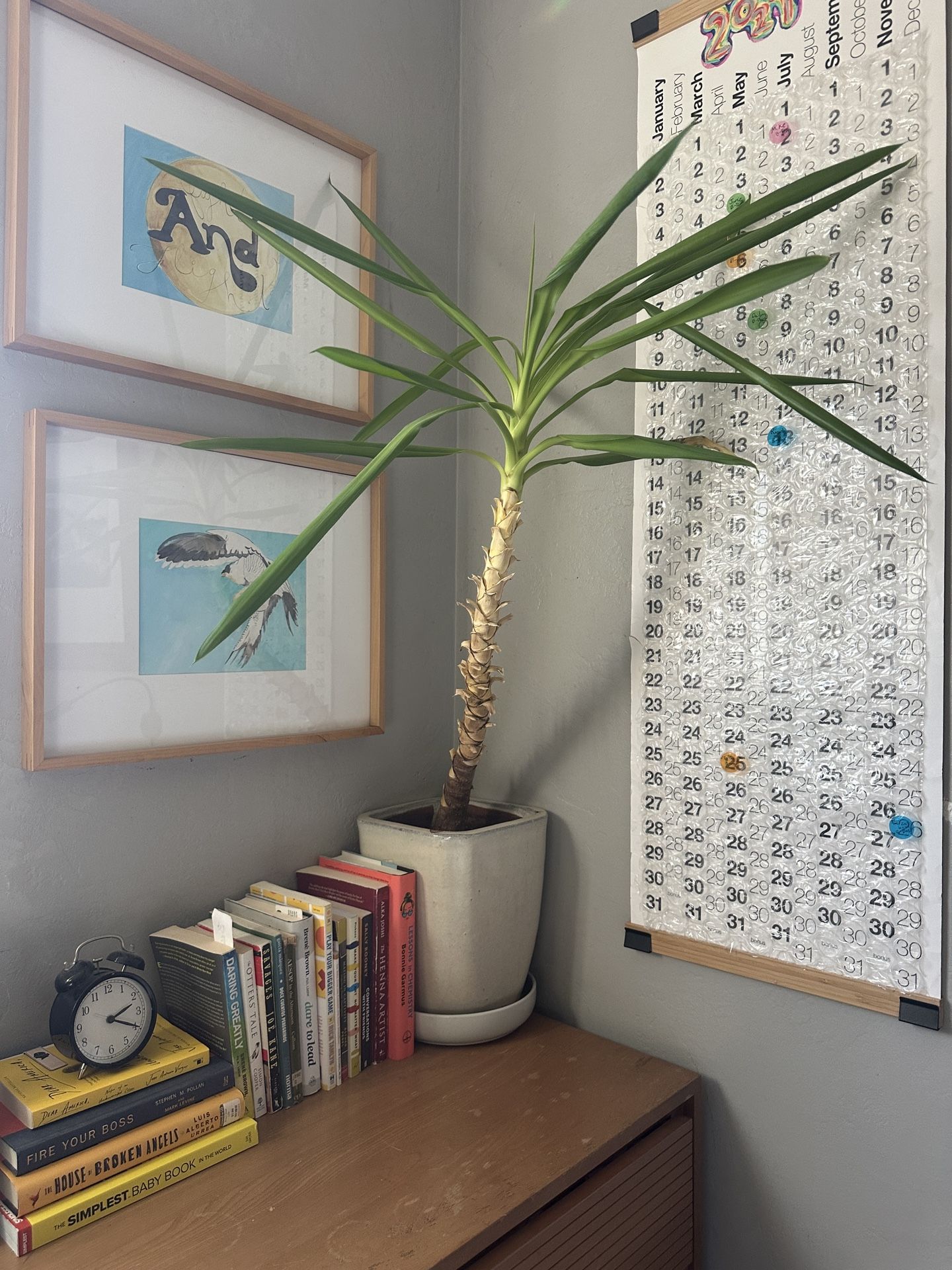 Yucca Plant In Ceramic Planter