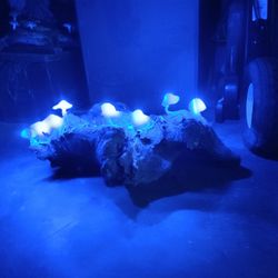 Blue LED Mushroom Light