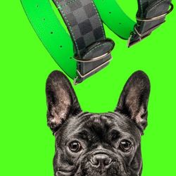 DOG COLLARS 