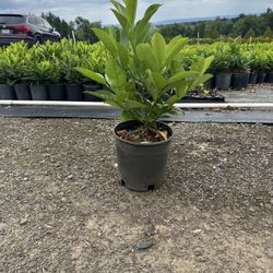 English Laurel  2GAL