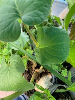 Planta de un gallón(. 3. )por 19.99