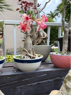 Desert Rose bonsai