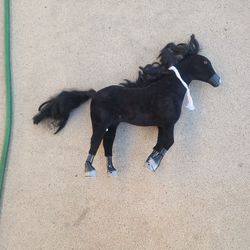 American Girl Doll Horse 