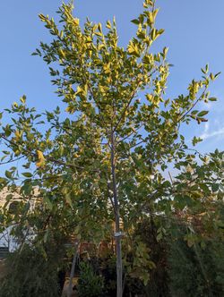 $250 Each Bonita Ash Tree Delivery Available for Sale in Tonopah