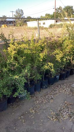 Pomegranate Fruit Tree 