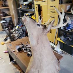 Deer Head 