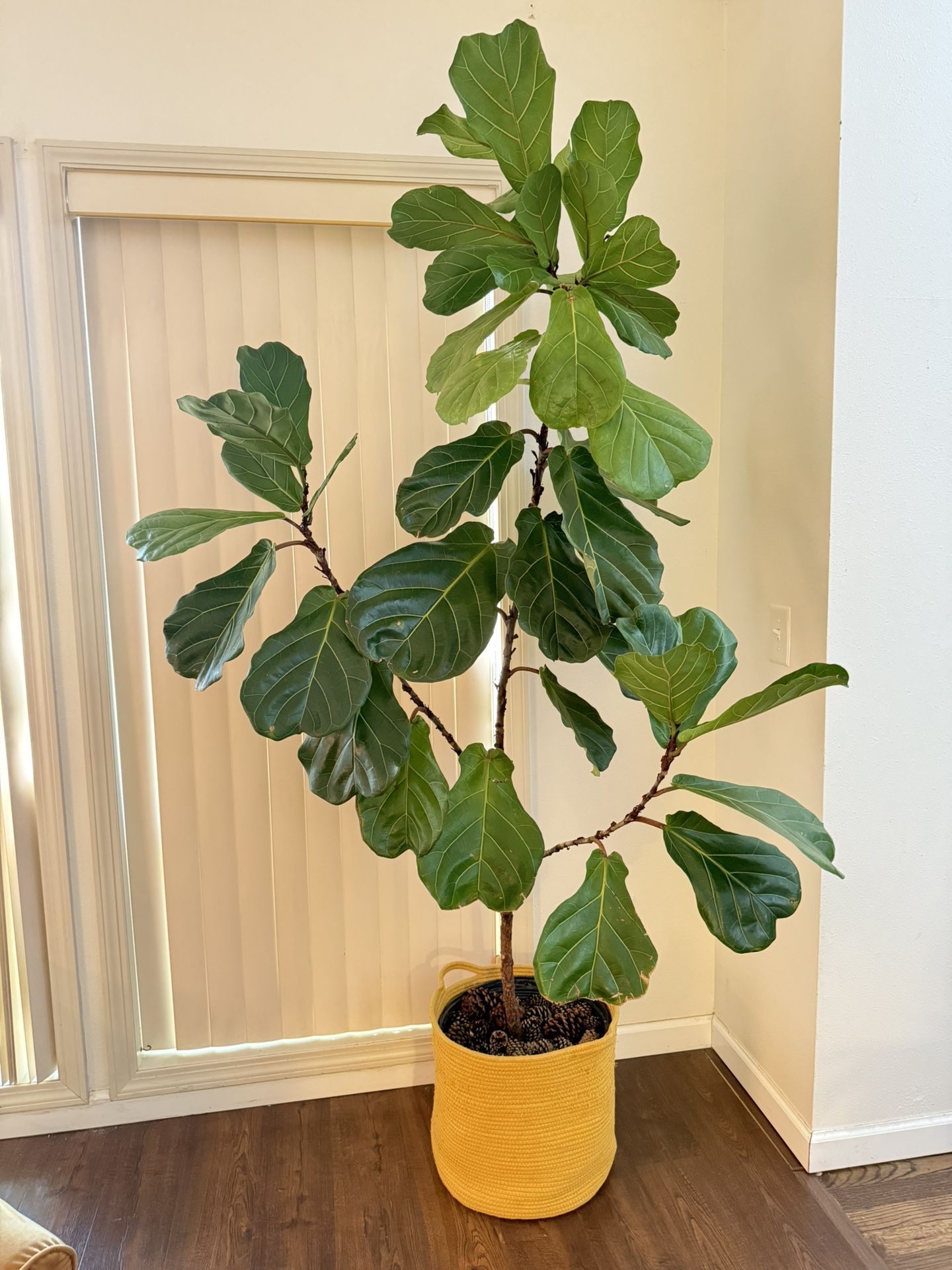 Real Beauty Indoor Plant Fiddle Leaf Fig Tree In 14” Pot