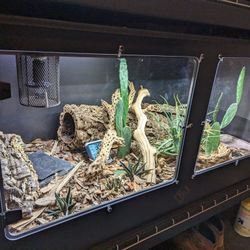 4x2x2 Bioactive PVC Reptile Enclosure By Black Box Cages for