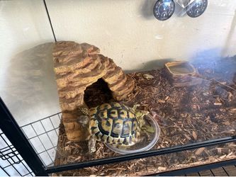 Tortuga de tierra