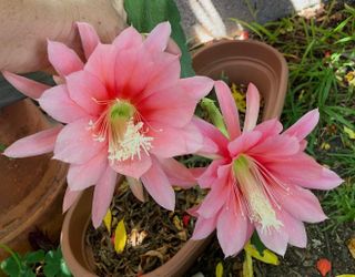 epiphyllum agatha first picture for reference