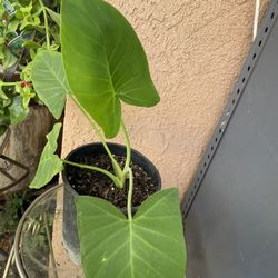 HERMOSAS PLANTAS NATURALES “OREJAS DE ELEFANTES PLANT 