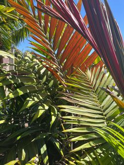Flame Thrower Palm trees & Cycads