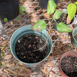 Honey Crisp apple $10