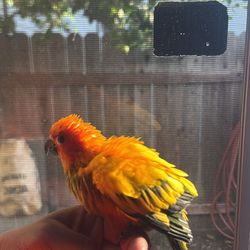Cage & sun conure