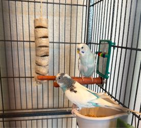 Two Beautiful Parakeets + Large Rolling Bird Cage – Complete Setup