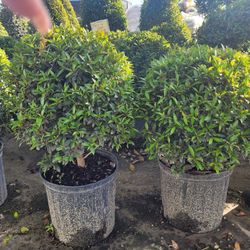 TOPIARIES SMALL 3GALLONS 