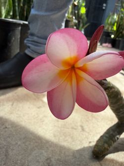 Cutting plumeria
