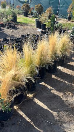 Mexican Feather Grass