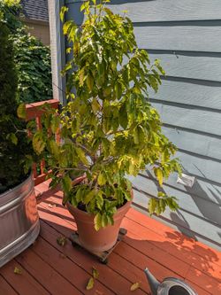 Coffee plant / bush