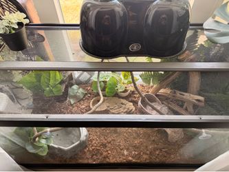 Ball python tank
