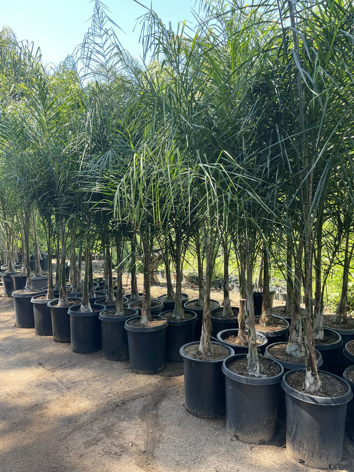 15 Gallon Size- Queen Palm Trees- Approximately 6-8 Feet Tall