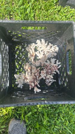 Coral pierces