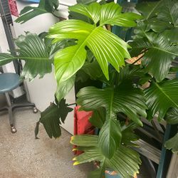 Philodendron