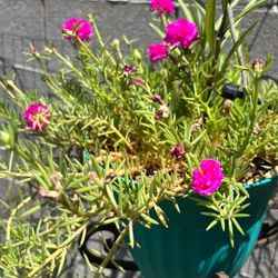Sun Roses Plant
