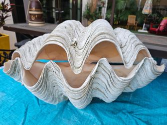 Giant Clam Extremely Rare Matched Set 201/2"