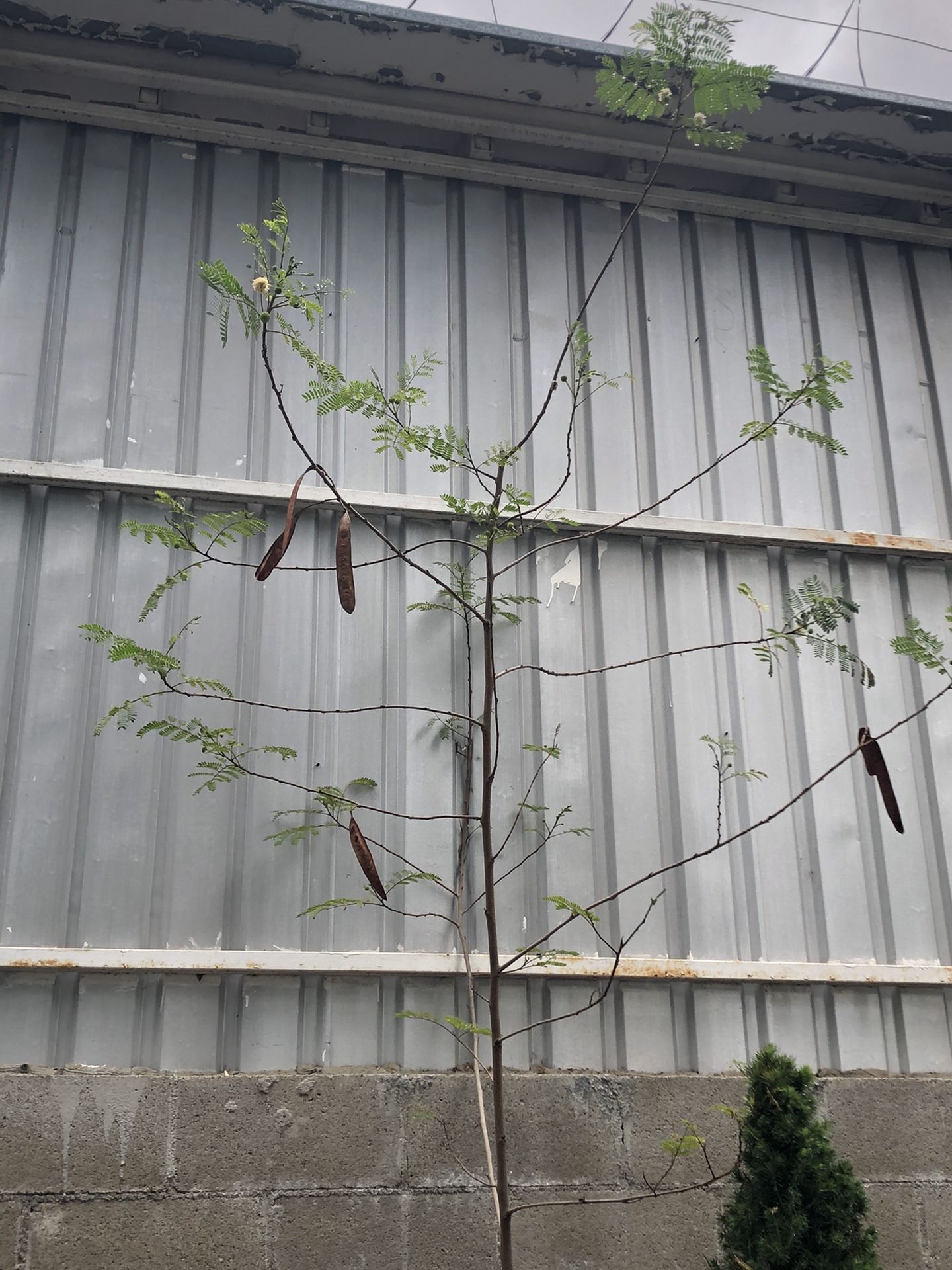 Guaje tree ! Small
