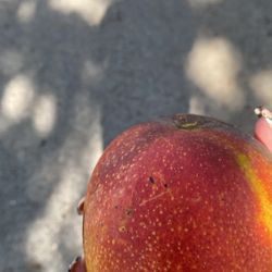 Hayden Mangoes 