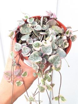 Ceropegia Woodii Strings of Hearts Variegated Plant 4" Pot - Indoor House Plants