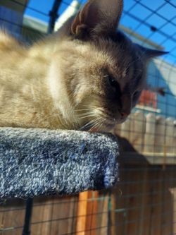 Used Omlet Catio/enclosure