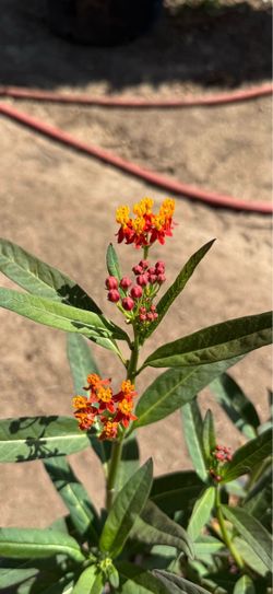 Tropical Milkweed - 5 gal pot