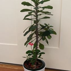 Crown Of Thorns 