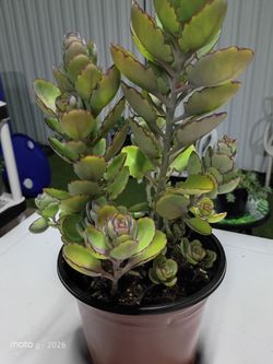 Kalanchoe fedtschenkoi fa. compacta Native to Madagascar. This variety of K. fedtschenkoi has purple leaf edges and a more compact shape. Perfect for